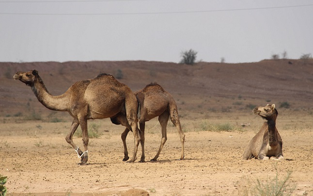 thar-desert-animals